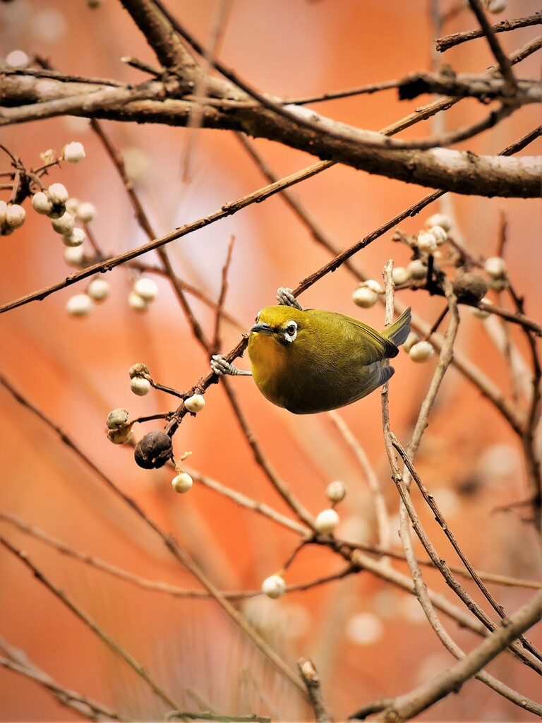 ナンキンハゼからどこへ・・・