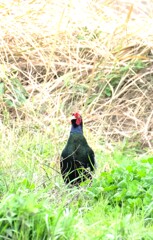 雉も鳴かずば撮られまい・・・