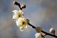 白梅咲く・・・