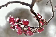 紅梅一枝・・・