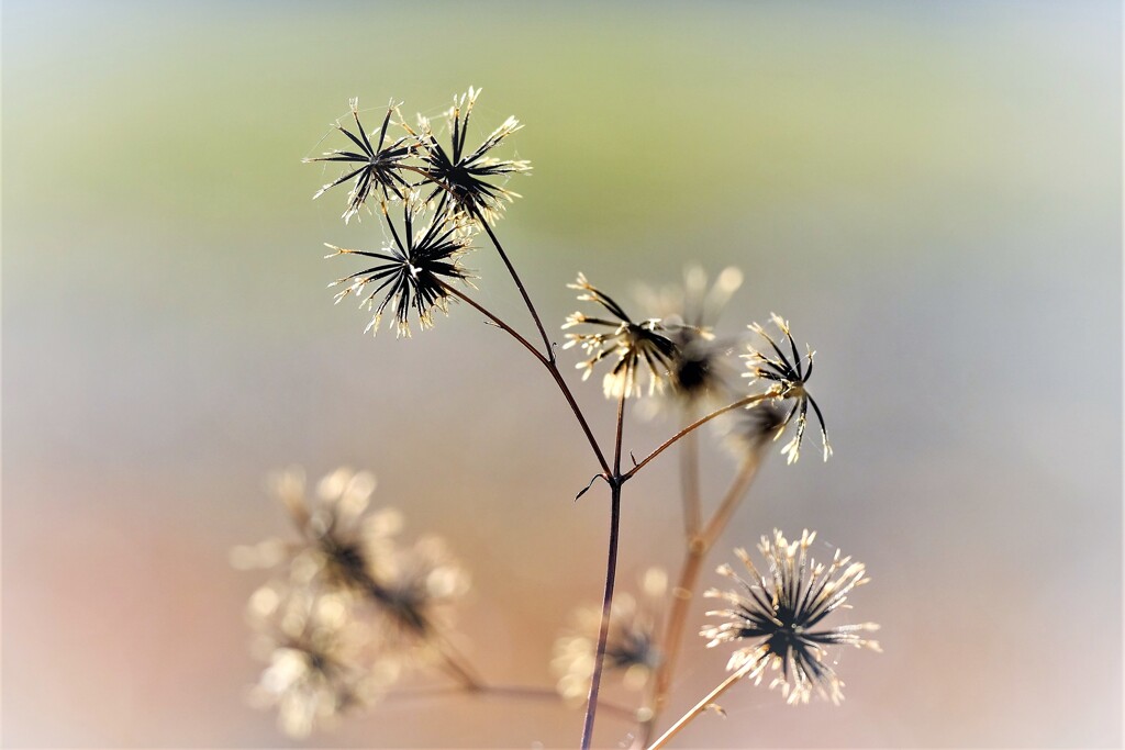 冬の花火・・・