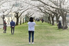 さくらを見に来た人たち・・・・・