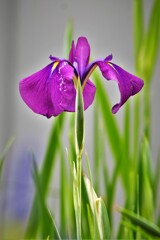 隣家の菖蒲・・・・