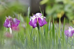 隣家の花しょうぶ・・・