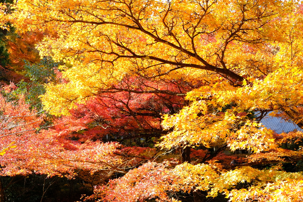 黄葉と紅葉・・・