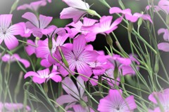 花の舞・・・