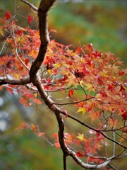 見上げる紅葉・・・