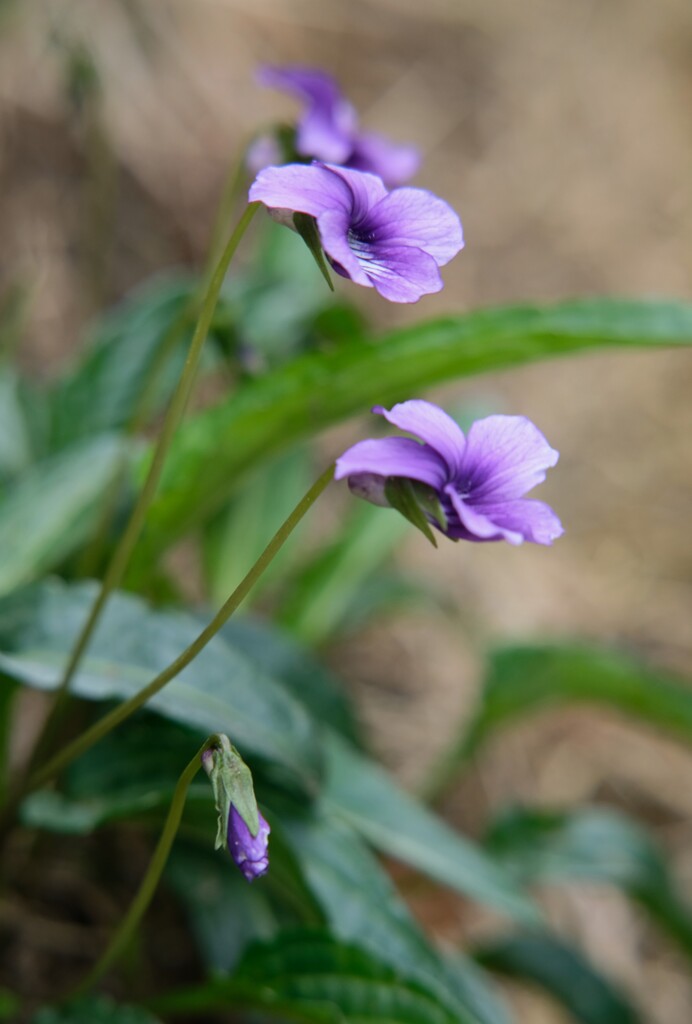 すみれの花咲く頃・・・