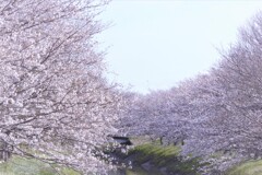 土手桜・・・
