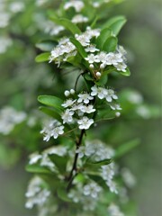 ピラカンサ花　1