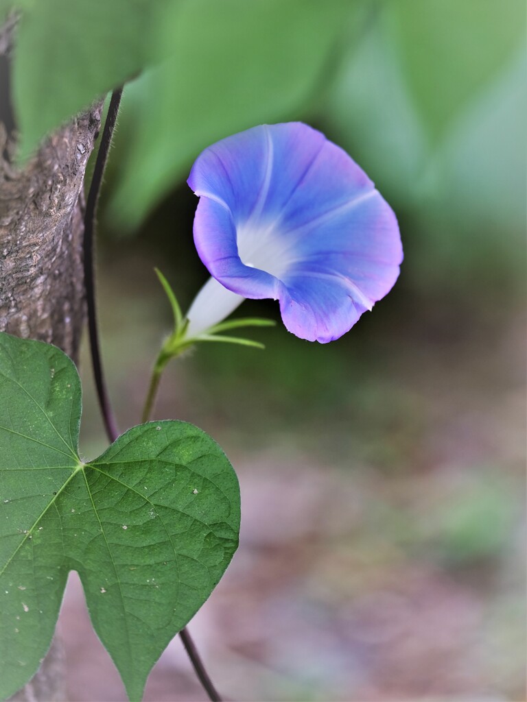 庭の野生種・・・