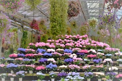 紫陽花展示販売・・・