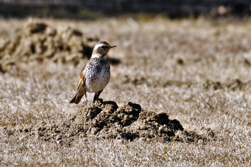 この広場はモグラが多い・・・