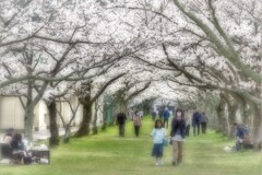 さくらを見に来た人たち・・・・