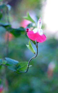 小さな花・・・