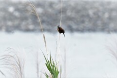 鳴くでもなく・・・