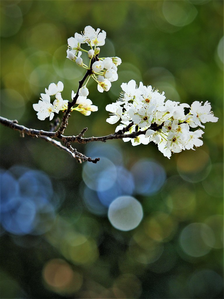スモモの花・・・2