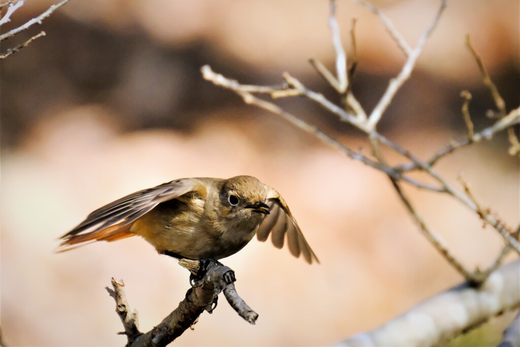 おっちゃんっ　きょうはさらばだ・・・