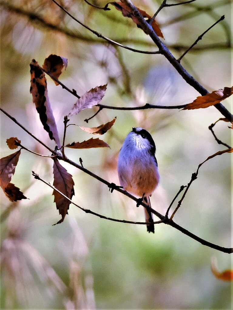 DSCF1015