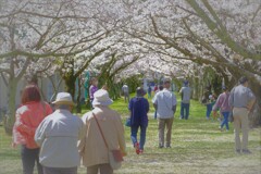 サクラ求めて・・・