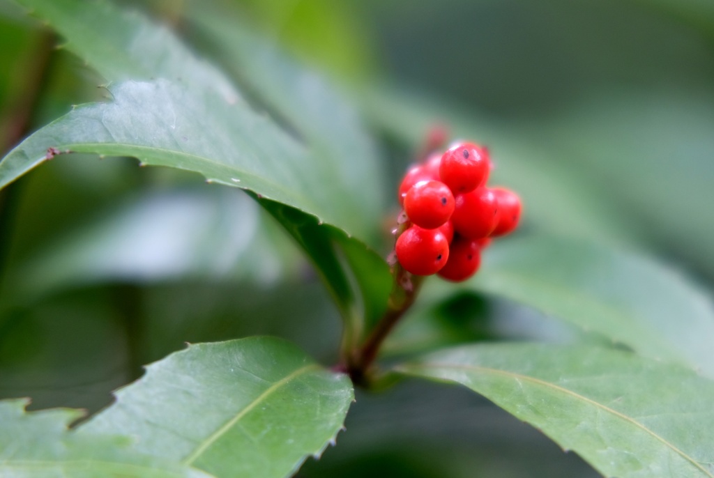 赤い実　センリョウ・・・