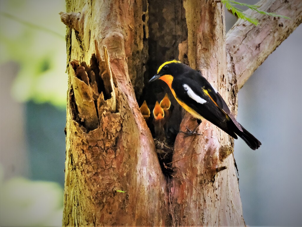 キビタキ　♂