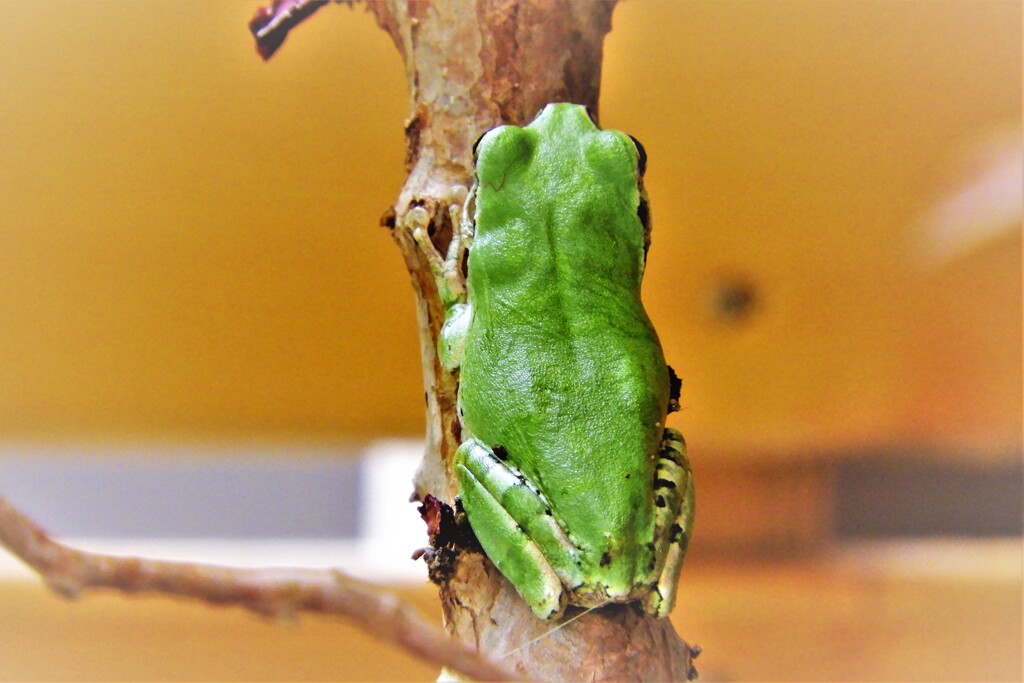 ちょっと背中見てくれ・・・