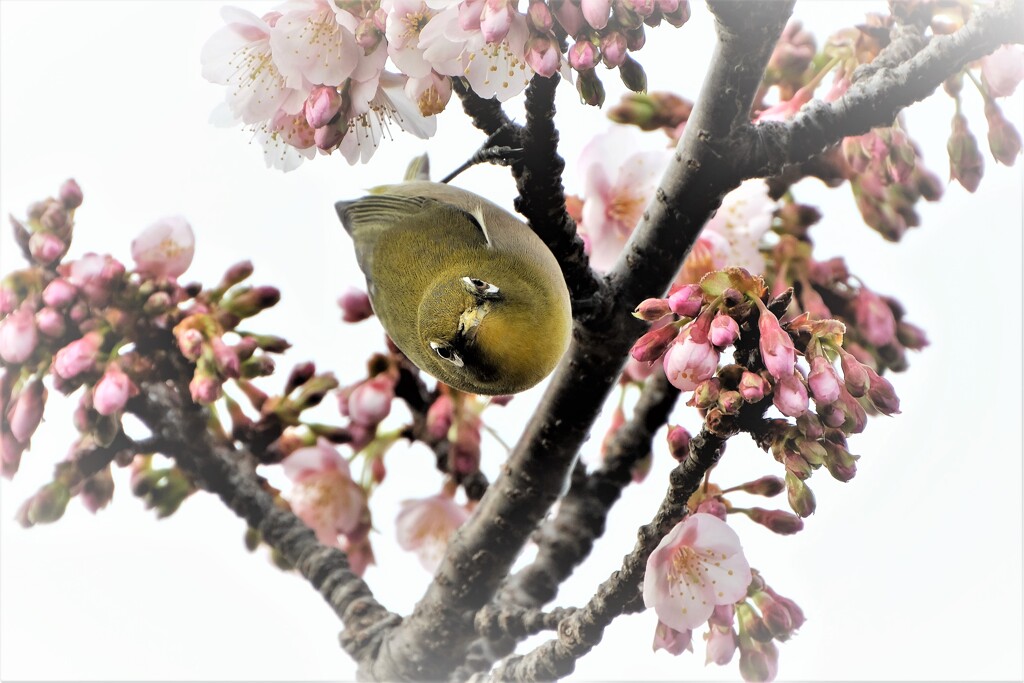 サクラジロ・・・