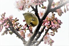 サクラジロ・・・