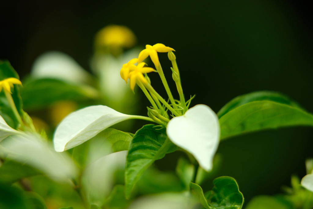 崑崙花
