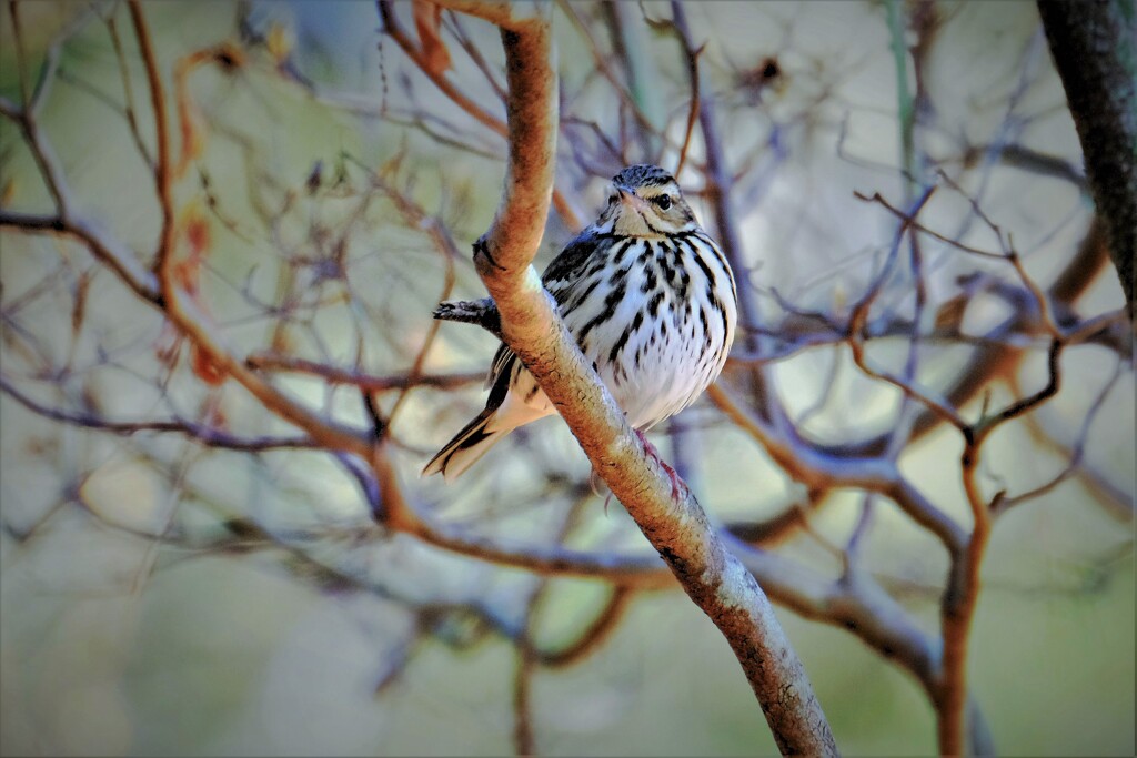 ビンズイさんに・・・