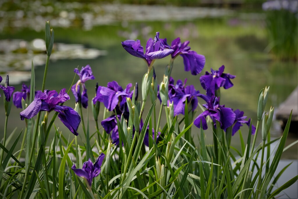 菖蒲　1