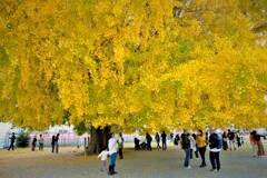 大和のイチョウ・・・