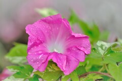 水玉が似合う花・・・