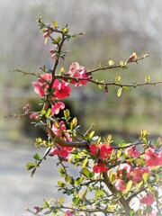 ぼけの花