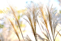 盛りの白穂・・・