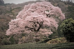 みずめざくら・・・