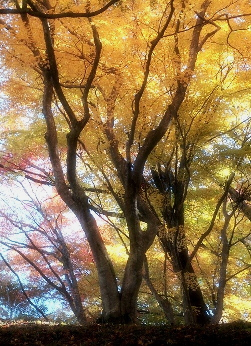 モミジの林・・・