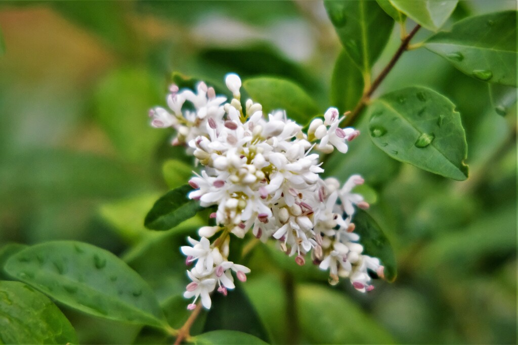 庭木の小花房・・・
