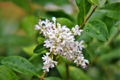 庭木の小花房・・・