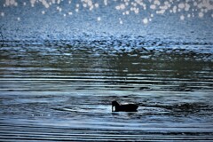 オオバンの波紋・・・