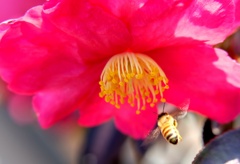 今はこの花が・・・