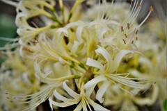 黄花　曼殊沙華・・・