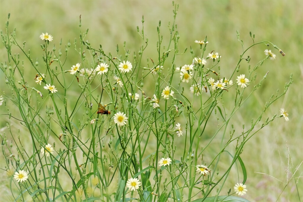 花と蜂・・・