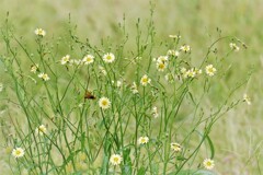 花と蜂・・・