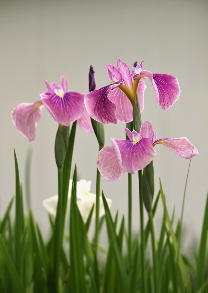花菖蒲・・・3