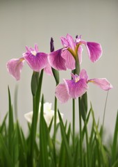 花菖蒲・・・3