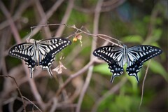 何故か　ここがお気に入り・・・