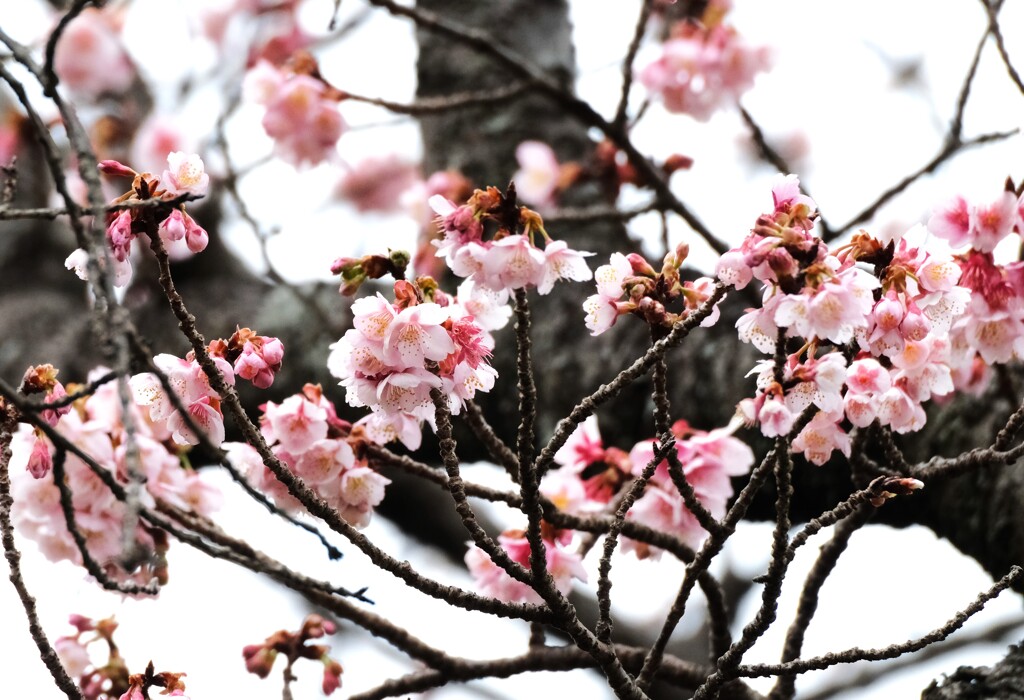 満開の寒桜・・・