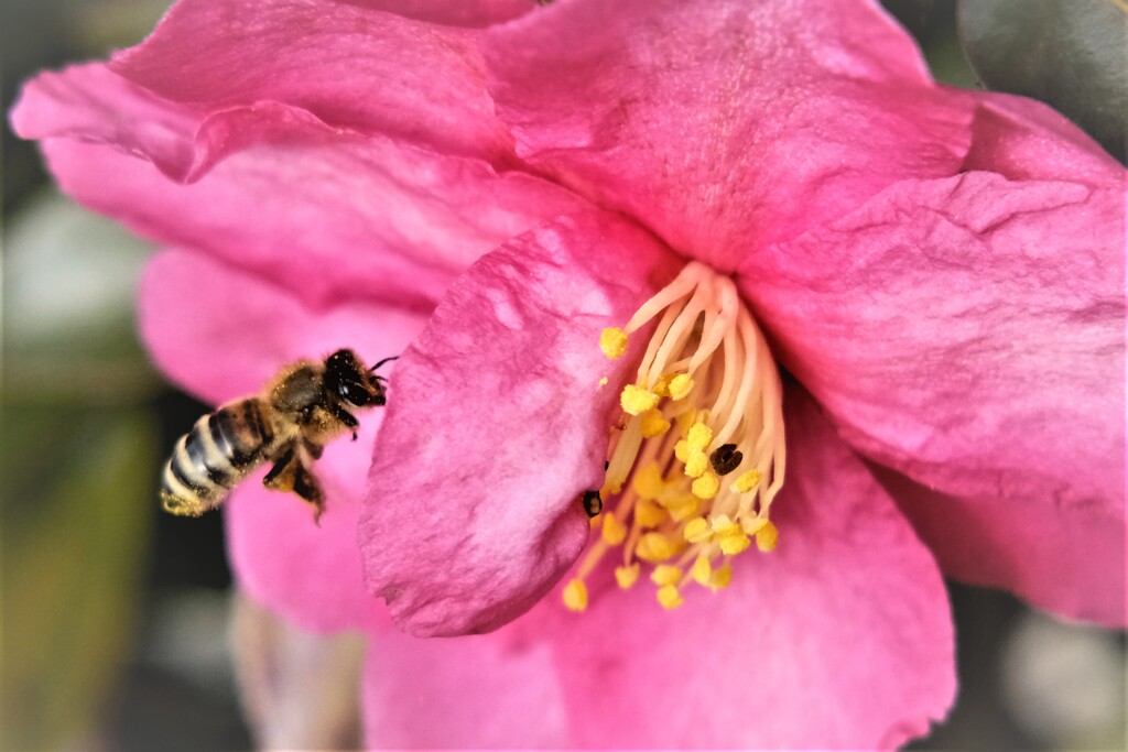 花アブ・・・